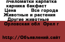пчеломатки карпатка карника бакфаст F-1 › Цена ­ 800 - Все города Животные и растения » Другие животные   . Орловская обл.,Орел г.